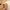 Kerst Baby Romper | Dikke Pluche Fawn One-Piece